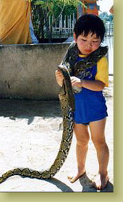 �������ł���F��