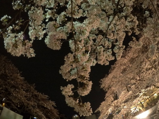 見上げると、たわわ