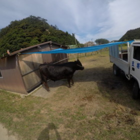 牛さんも一緒に応援テント