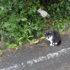 THK にゃんこ's 応援