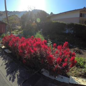 ほっこり 里山風景