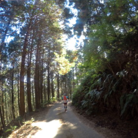 木立の中 たんたんと