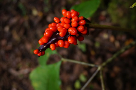 テンナンショウの実